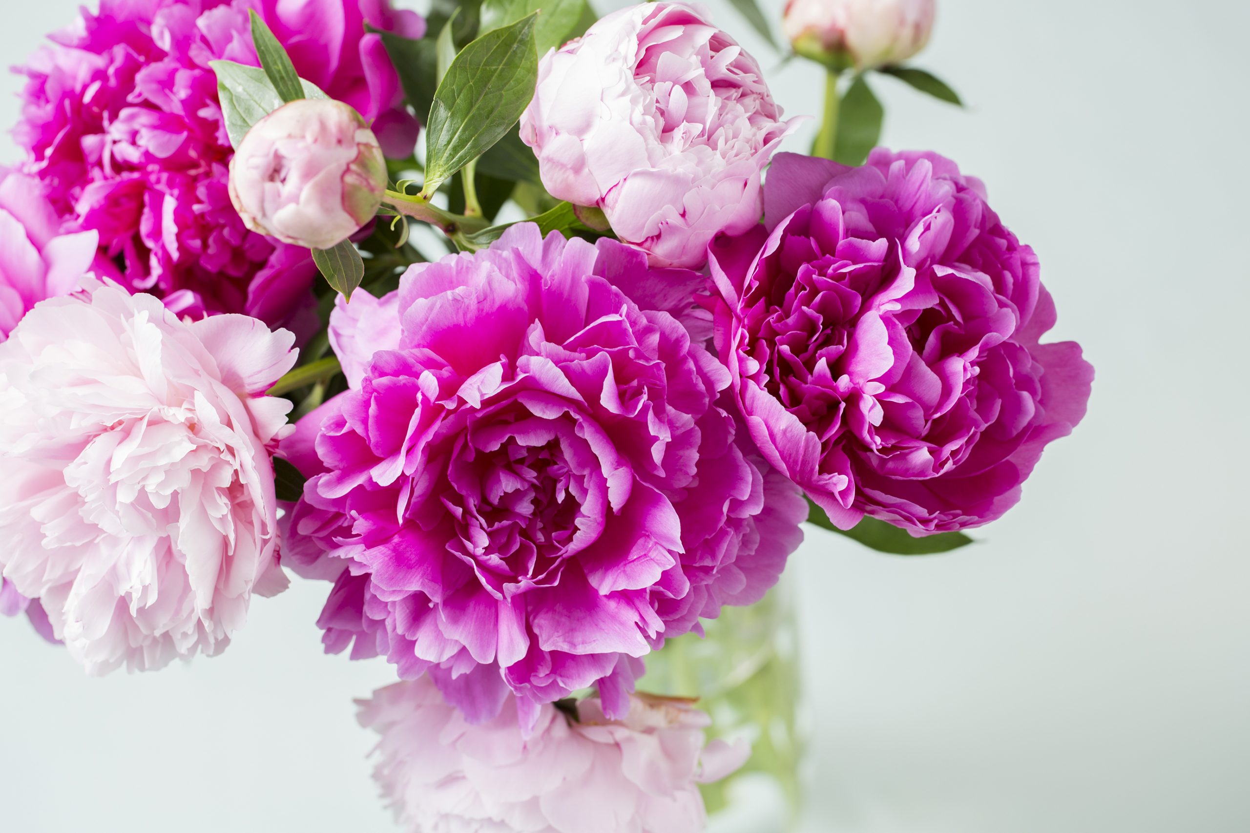 ハナキチ様専用 Www Vetrepro Fr